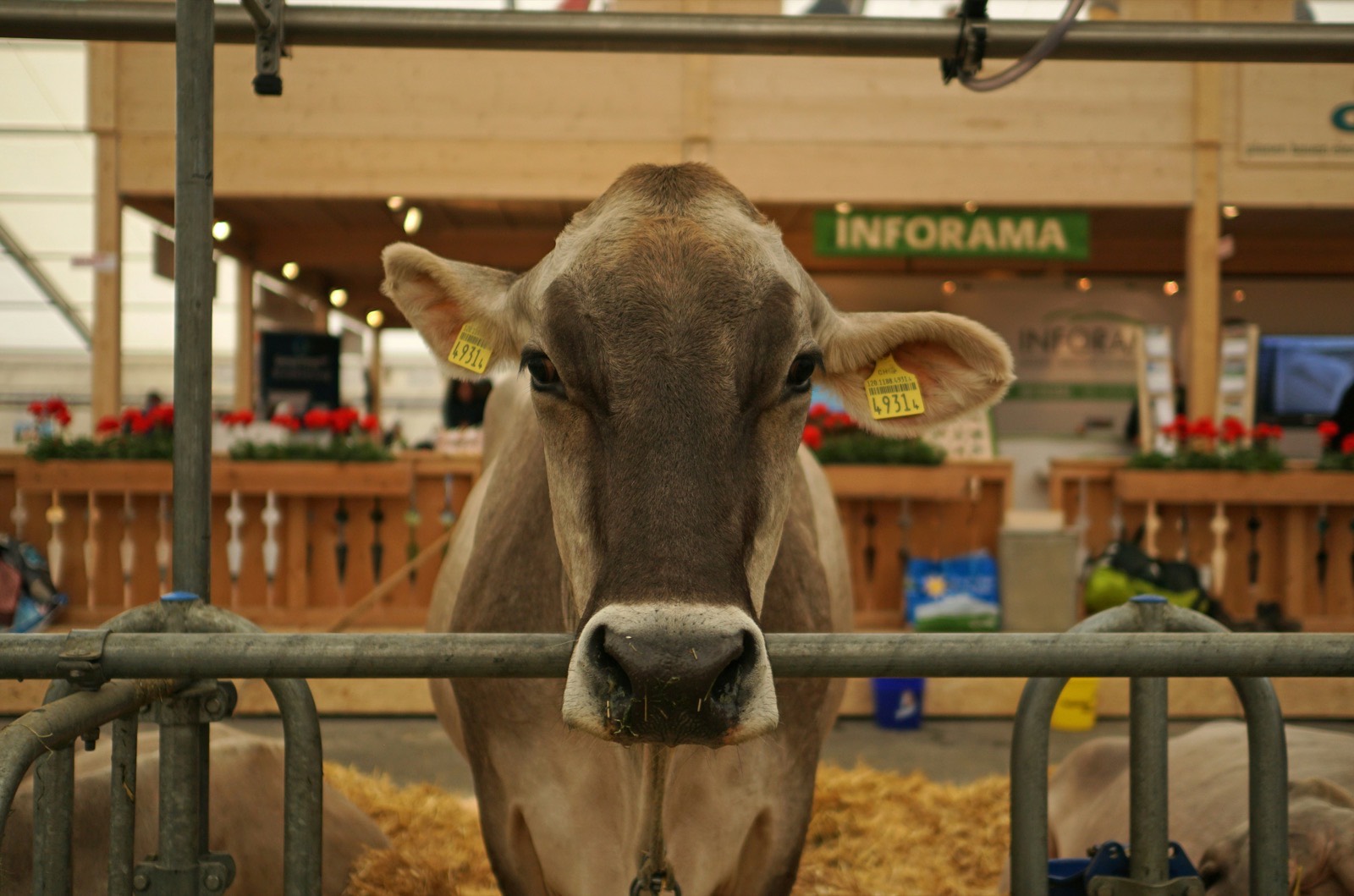 Livestock Show